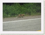 Fox with breakfast near Norris Point * 2592 x 1944 * (2.03MB)